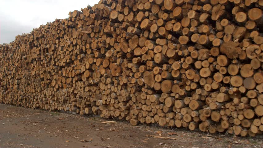 Stacking Firewood. Lots of chopped firewood for winter. close-up of a hand pulling out a piece of wood out of a firewood stack Stacked chopped wood