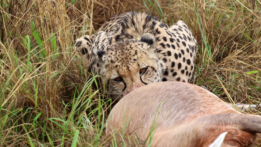 Cheetah lying down in grass feeding on hindquarter of gazelle, carnivore diet