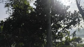 “Misty Morning Lake with Silhouette Tree at Sunrise” - Powered by Shutterstock - Get 15% off with code: PIKWIZARD15