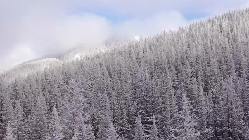 Snow-Covered Pine Forest on a Foggy Mountain
