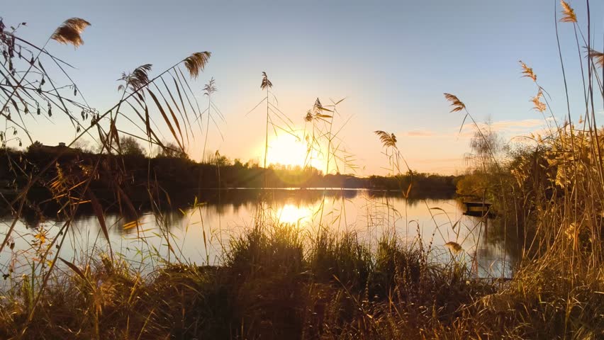 Tall grasses are silhouetted in the foreground near the lake as the sun sets with a bright reflection. Reeds Silhouetted Against Sunset Over Calm Water 4K