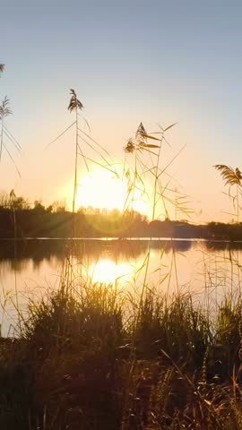 Tall grasses are silhouetted in the foreground near the lake as the sun sets with a bright reflection. Reeds Silhouetted Against Sunset Over Calm Water 4K