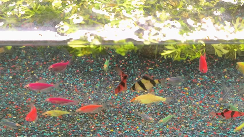 Fish swimming in aquarium water.
