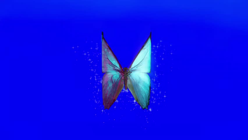 Bright blue butterflies with iridescent wings fluttering softly against a blue background. Seamless looping 4k video background 