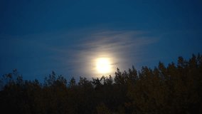 Full Moon and Forest Trees Silhouette.  - Powered by Shutterstock - Get 15% off with code: PIKWIZARD15