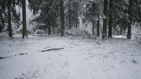 snow blanketed glade with fallen branch and scattered drifts, low spruce canopy, pale winter light, rustic - Powered by Shutterstock - Get 15% off with code: PIKWIZARD15
