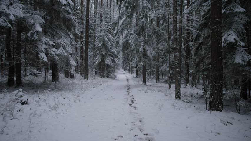 single track leading through deep snow and tall pines, isolated footprints stretching toward pale horizon,