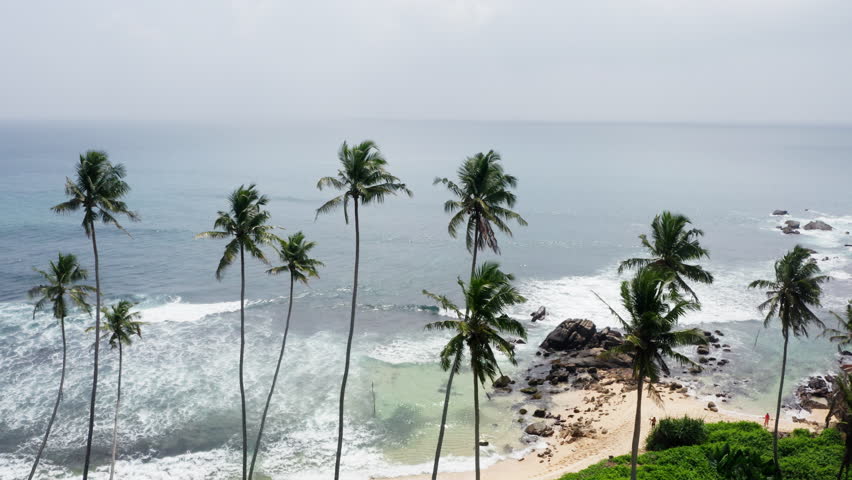 4K drone footage showing tall palm trees on beachfront swaying slowly in wind. Exotic nature, ocean, indigenous flora concept. Dalawella Beach, Sri Lanka.
