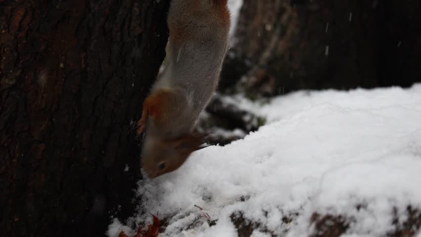 Close-up video of a squirrel sitting in the snow, eating nuts while snow gently falls around it. Captured in 4K ultra HD with soft natural light, showing detailed fur.