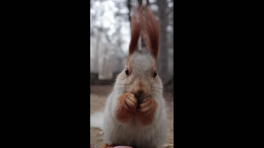 Gentle Red Squirrel Eating Nuts from a Human Hand Amid the Calm Beauty of the Forest