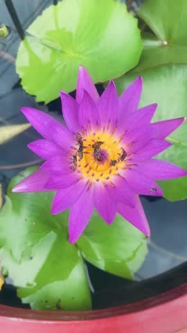 Purple Lotus Flower in Full Bloom with Natural Green Background.