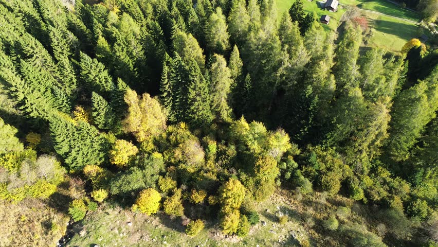 Aerial view of dense alpine forest and mountain peaks in the Italian Dolomites. Autumn colors, dramatic ridges, and peaceful villages create a perfect travel, hiking, and nature adventure scene