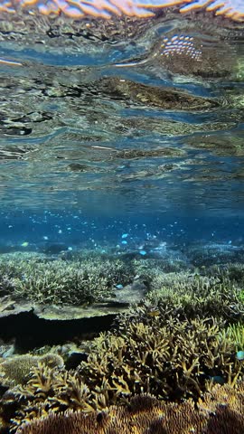 Large blacktip reef sharks swimming over a healthy coral reef in Raja Ampat, captured in 4K horizontal format with vibrant marine life.