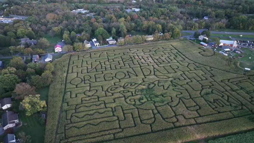 Oregon Dairy Maze in fall season. Aerial top down shot. Fall Corn Maze in Pennsylvania, USA. Cloudy day in the evening.