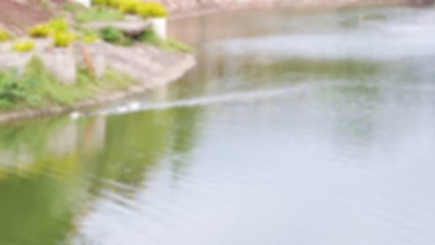 Defocused view of a green lake as ducks glide smoothly across the water at midday.
