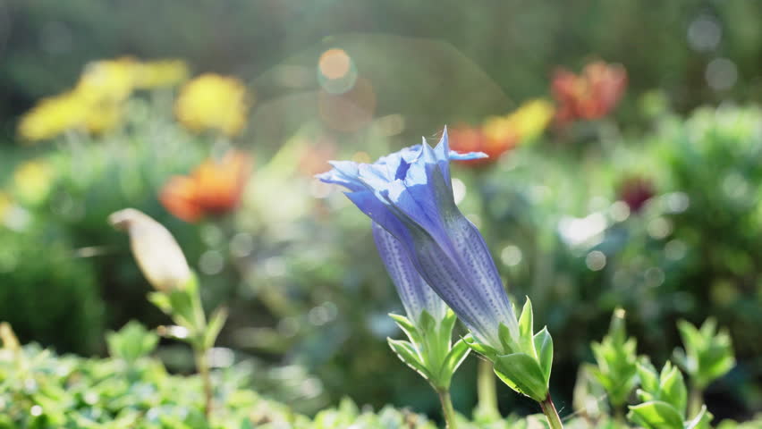 Beautiful blue gentian flower gently swaying in a sunlit garden. The shallow depth of field creates a lovely bokeh effect with other flowers