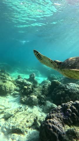Green sea turtle swimming peacefully over the Great Barrier Reef, captured in 4K horizontal format with clear water and vibrant marine life.