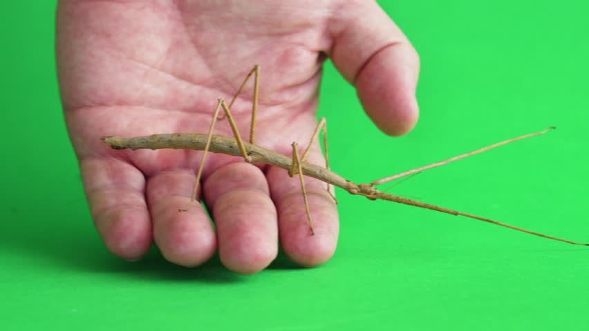 Stick insect isolated on green background screen