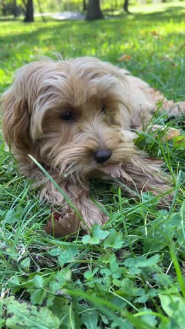 Fluffy brown puppy lying on green grass in park with dry leaf in mouth, enjoying peaceful outdoor moment