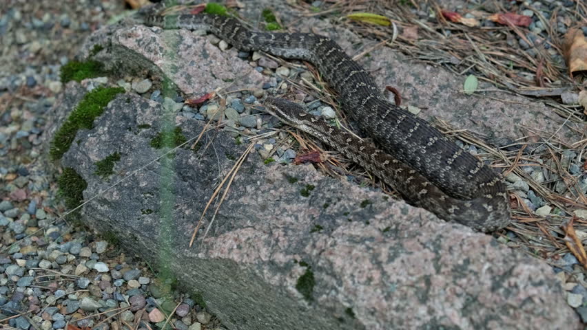 Two northern watersnakes slithering on a mossy rock