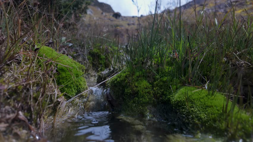 Clear fresh water flows over vibrant green moss and tiny rocks. Camera tracking along a natural, wild spring. Ultra low angle.