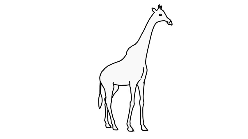 Line drawing of Giraffe Front Kicking in white background, 4K resolution, loop