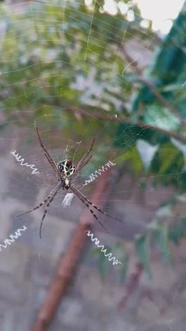 "Macro shot of a spider resting on its web with visible zigzag silk pattern, set against a natural outdoor background."
