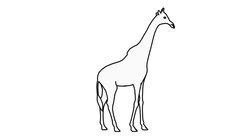 Giraffe Front kick line drawing in side view, 4K resolution, loop in white background