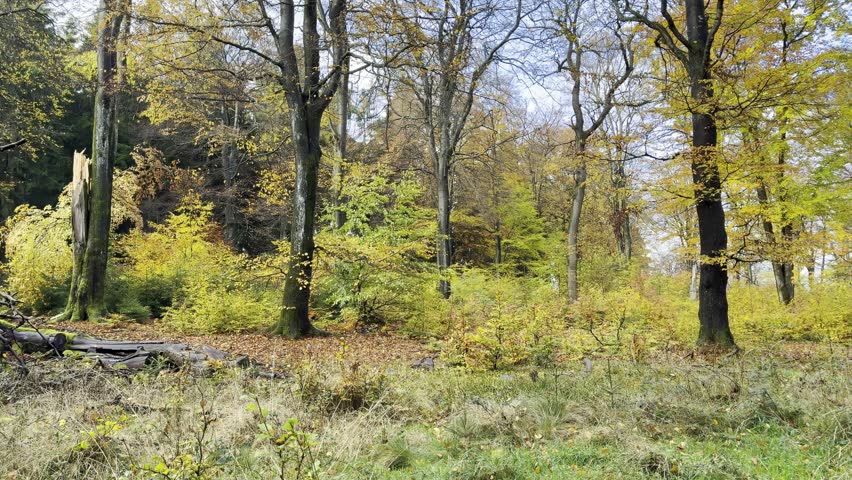 A Forest floor with scattered logs and trees showcasing bright yellow and orange autumn foliage