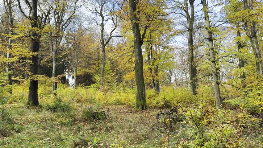 A forest floor with cut trunks and trees showcasing bright yellow and orange autumn foliage
