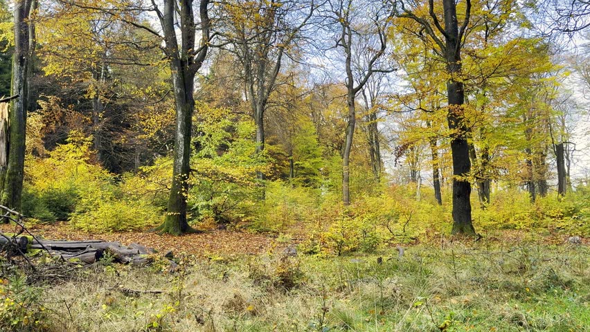 A forest floor with scattered logs and trees showcasing bright yellow and orange autumn foliage under blue, white sky