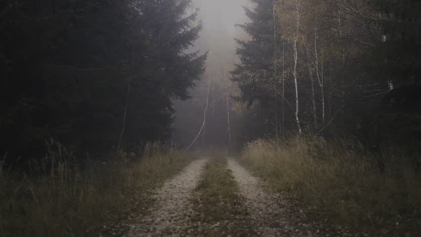 A dark, foggy dirt road leading into a dense, atmospheric spruce and birch forest.