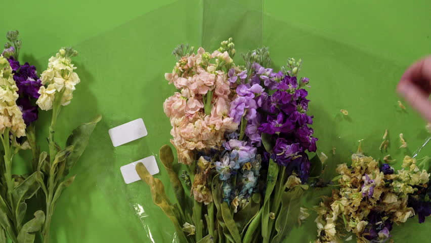 Several bunches of stock flowers in yellow, purple, and peach hues are arranged on a flat green background. Each group remains loosely wrapped with tags attached.
