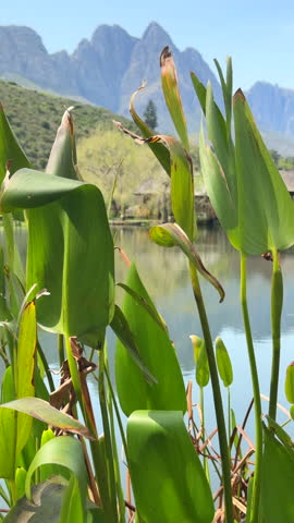 Scenic landscape in Stellenbosch, Western Cape Province, South Africa.