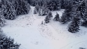 Aerial rising over snowy winter forest clearing with conifer trees - Powered by Shutterstock - Get 15% off with code: PIKWIZARD15