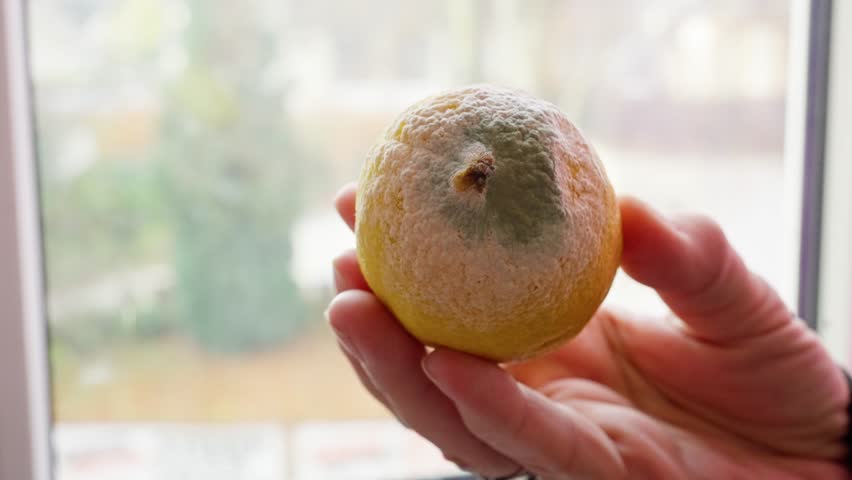 moldy citrus top with green growth closeup, fuzzy mycelium spreading across rind, powdery spore colony and textured surface, clinical perspective suitable for microbiologist study and food safety