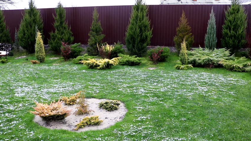 Evergreen junipers in garden landscape design