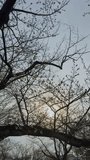 cherry blossoms in spring magic hour - Powered by Shutterstock - Get 15% off with code: PIKWIZARD15