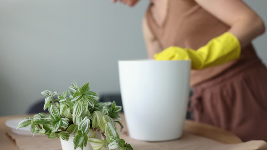 Transplanting spider lily house plant in a bigger flower pot. Woman replanting home flowers. 4K