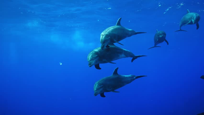 dolphin swiming besides us happliy. Dolphins swimming in pacific ocean. Common bottlenose dolphin tursiops truncatus underwater