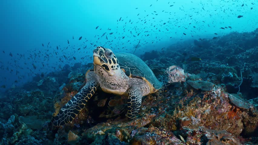 Hawksbill Sea Turtle eating soft corals