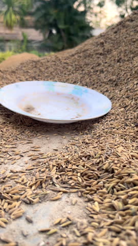 Filling Rice into Sacks After Drying – Harvest Season Rural Farming Process