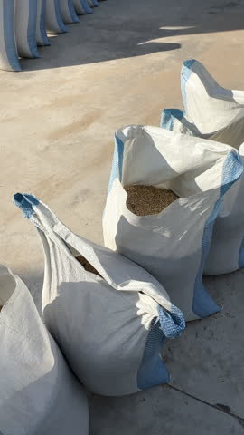 Post-Harvest Processing Close-up of Farmer Filling Jute Sacks with Thai Jasmine Rice and Sticky Rice