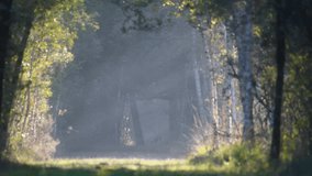 Roe deer buck crossing and walking in the shadow of a forest path at sunrise joined by a doe whom he pursues. Capreolus capreolus, Sologne, Loiret 45, région Centre Val de Loire, France, Europe - Powered by Shutterstock - Get 15% off with code: PIKWIZARD15