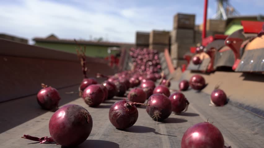 Red Onions Moving Along Conveyor Belt of the Onion Grading and Sorting Machine - Zoom Out Shot. Postharvest Handling Of Vegetables. Agricultural Warehouse Exterior. Agricultural Cooperative.