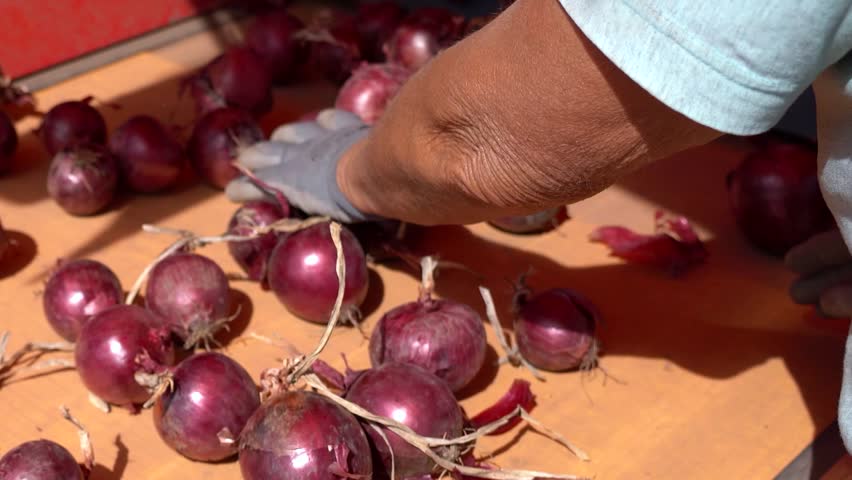 Seasonal Agricultural Worker Works on the Onion Grading and Sorting Line - Panning Shot. Fresh Onion Moving Along Conveyor Belt. Onion Production. Postharvest Handling of Vegetables. Farm Produce.