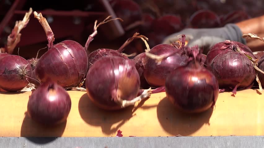 Seasonal Agricultural Worker Works on the Onion Sorting Line - Zoom Out Shot. Fresh Onion Bulbs Moving Along Conveyor Belt. Postharvest Handling of Vegetables. Farm Produce. Onion Production.