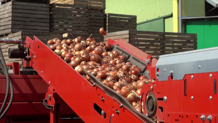 Packing House Exterior with Onion Sorting Conveyor Belt and Freshly Harvested Onions - Zoom Out Shot. Onion Processing Equipment and Lots of Vegetable Crates. Onion Production.