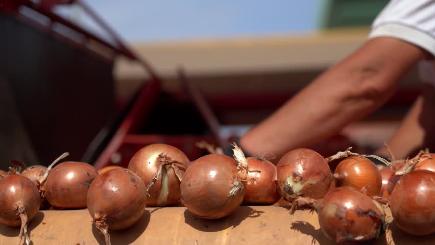 Female Farm Worker Works on the Onion Grading and Sorting Line - Zoom Out Shot. Harvested Onions Moving Along Conveyor Belt of the Onion Sorting Machine. Onion Production. Packing House Facility.