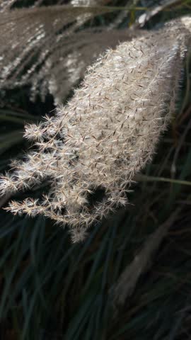 Reed Flower Plume Swaying Gently in the Breeze
